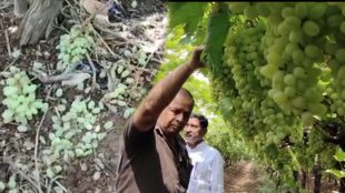 Unseasonal rain damages grapes vineyard