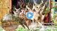 Chital video viral
