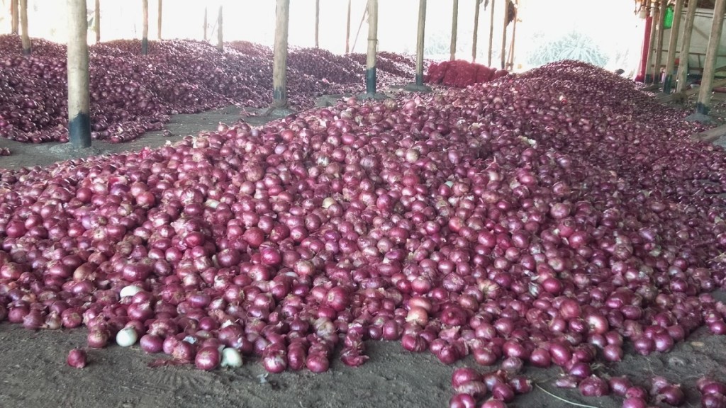 Onion Buyers NAFED