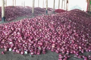 Onion Buyers NAFED