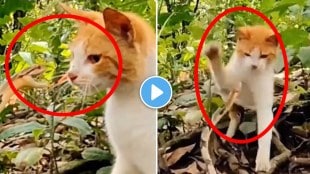 cat and snake video
