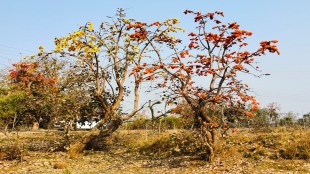 palas plant Chandrapur