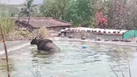indian bison bath Dongarsoni
