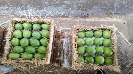 hapus Mumbai agricultural produce market