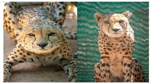 Namibian cheetahs Elton