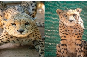Namibian cheetahs Elton