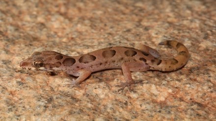 species of lizard Kerala