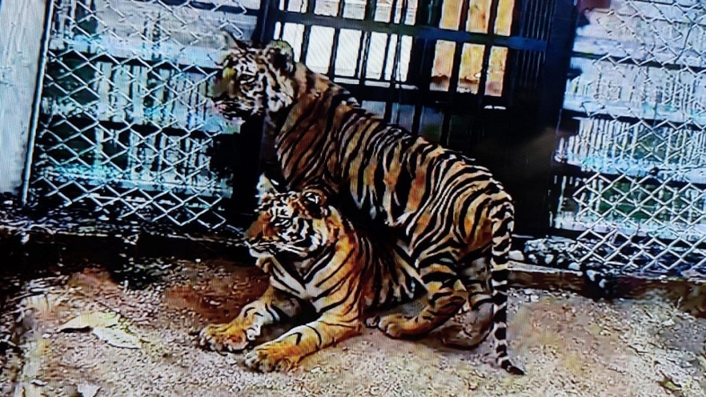 cubs dead tigress PKT 7