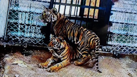 cubs dead tigress PKT 7