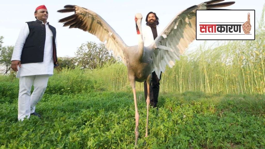 akhilesh yadav sarus crane