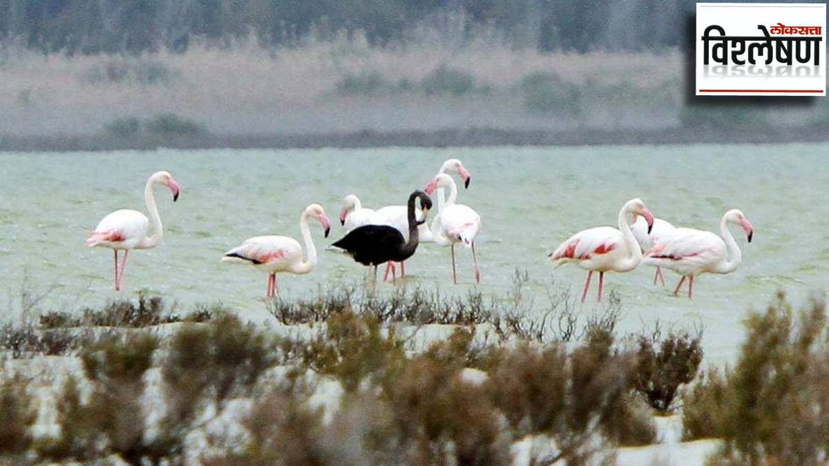 albinism melanism