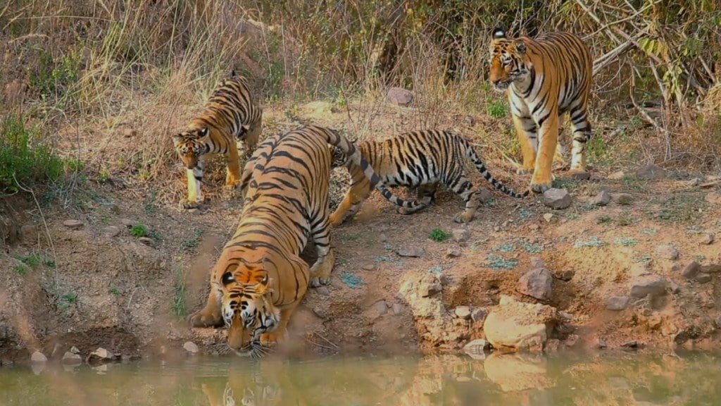 Tadoba-Andhari tiger project