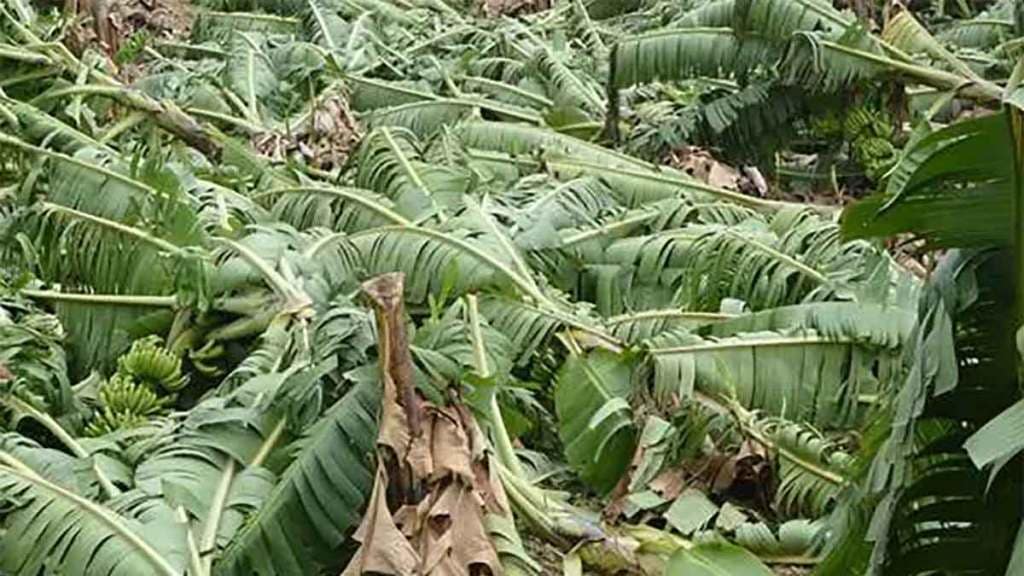 7000 banana plantations damage