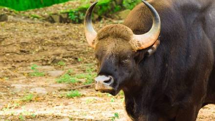 indian bison found dead in mahabaleshwar kaswand