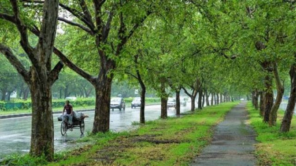 Dangerous tree survey Navi Mumbai