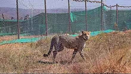 3 namibian cheetahs in kuno national park