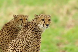 cheetah