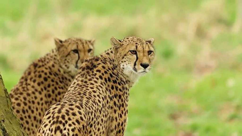 female cheetahs brought from namibia to india