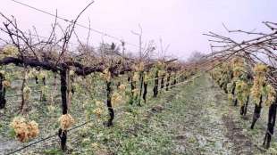 unseasonal rain hailstorm damage crop