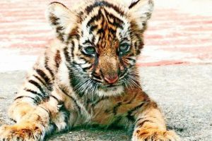 cub of tigress