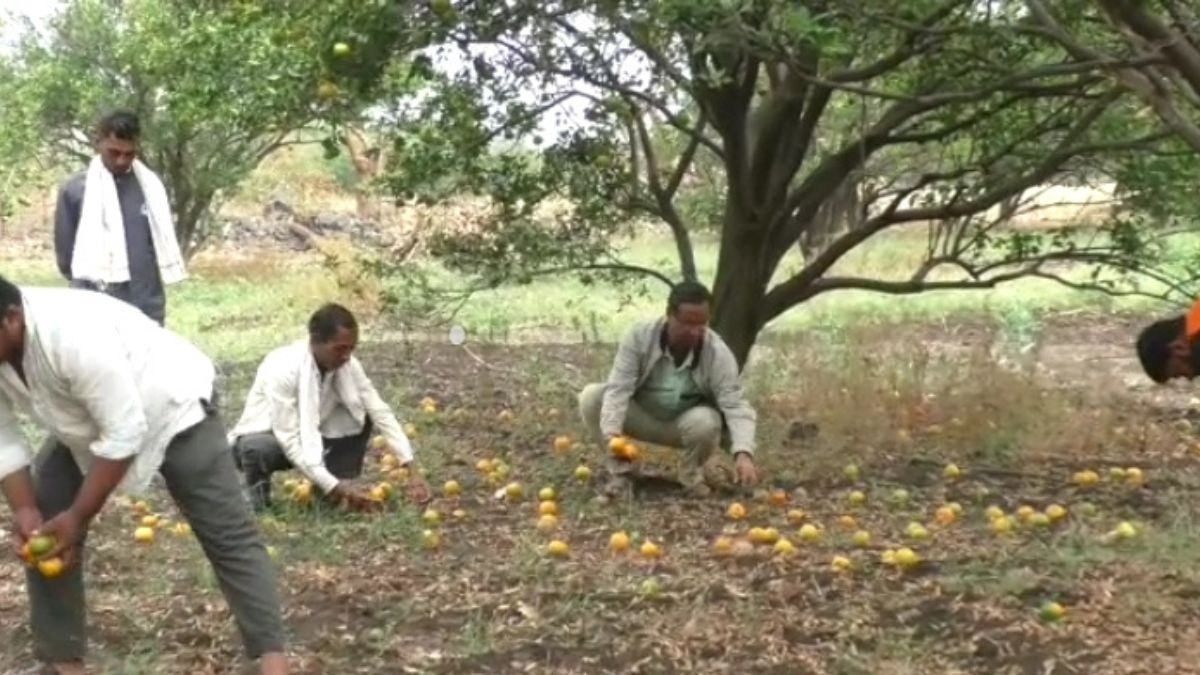 damage of orange farm