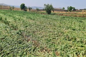 farm lost due to rain