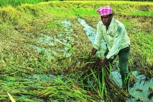 farmer