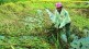 farmer