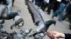 feed pigeons