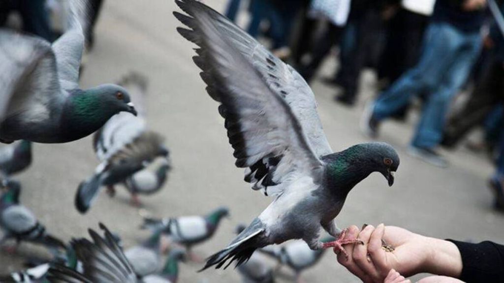 feed pigeons