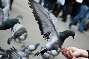 feed pigeons