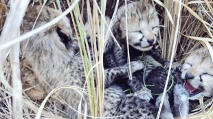 female Cheetahs brought from Namibia gave birth to a cub नामिबियातून आणलेल्या चित्त्यांनी दिला शावकाला जन्म