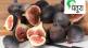 figs Anjir ficus carica