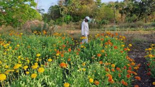 flower farming