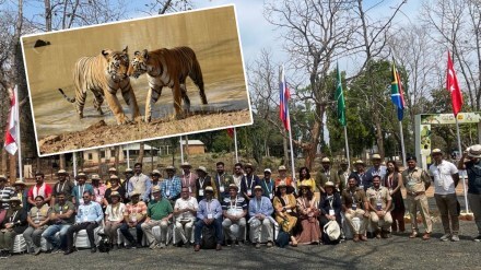 foreign visitors fit tiger