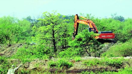 forest department cut tree