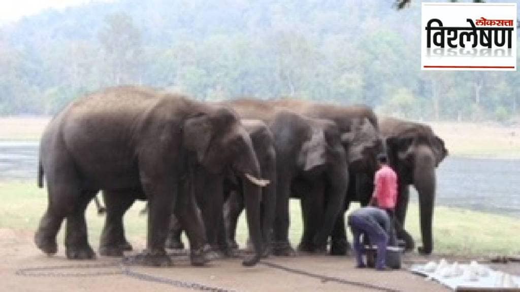 gadchiroli elephant camp