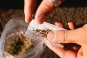 ganja seize