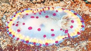 goniobranchus bombayanus