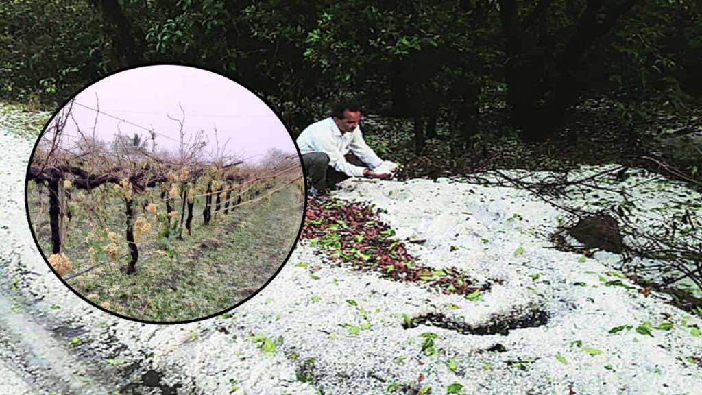 hailstorm loss farms