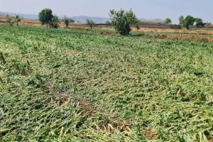 huge loss of farm