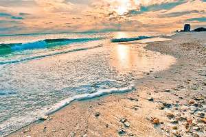 information articles about animals live in the sand