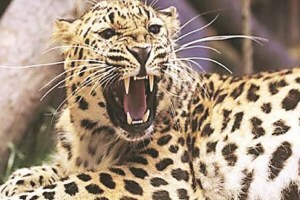 girl died in leopard attack Bramhanwade