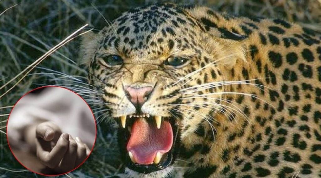 leopard attacks youth in khed taluka