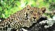 Leopard killed bhandara