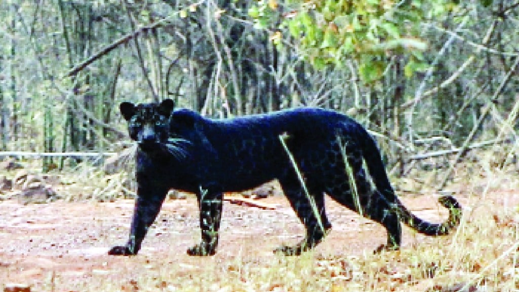 black leopard