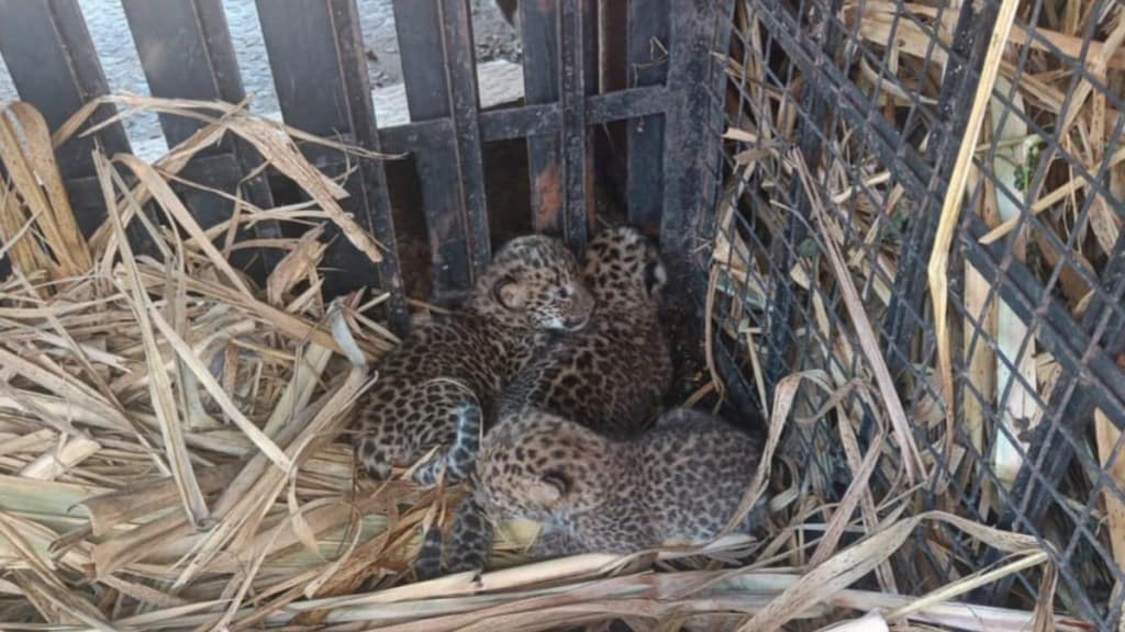 leopard cubs