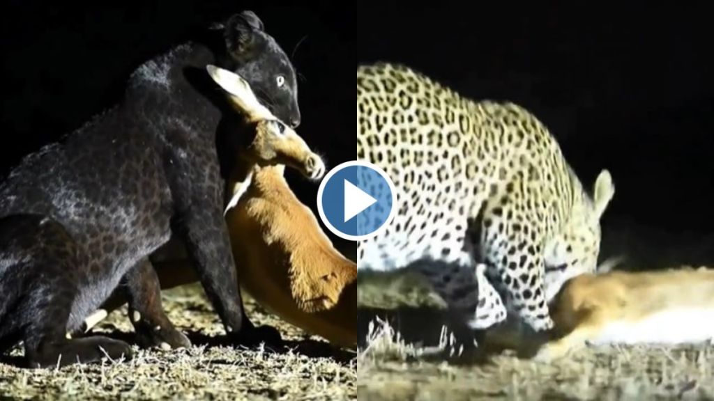 leopard hunting video