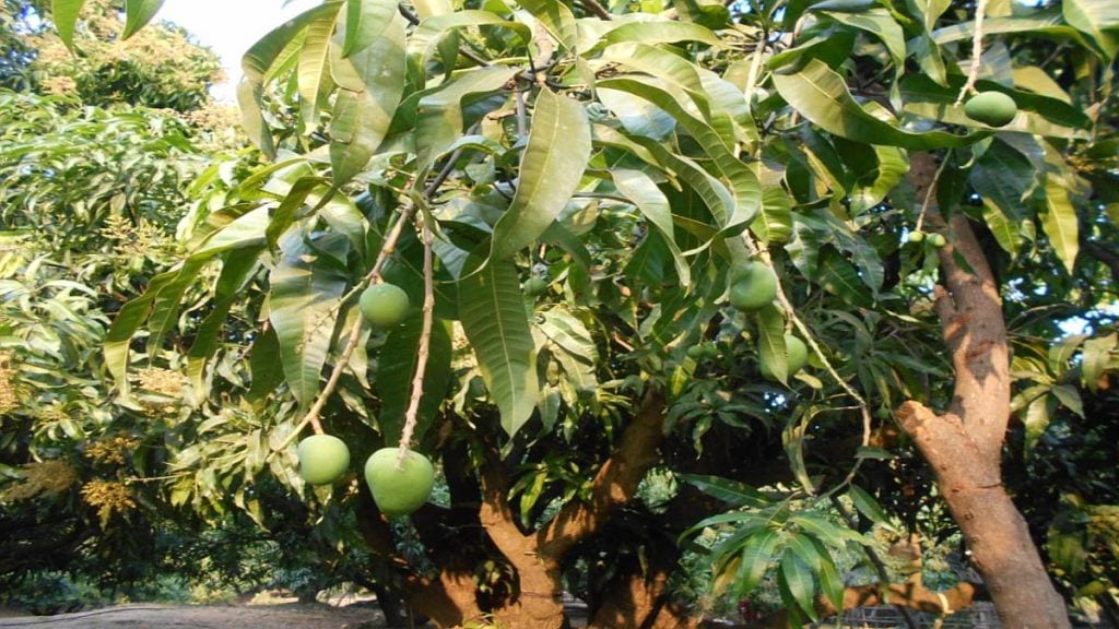 mango crop in crisis due to increased temperature