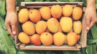 mango exports from apmc